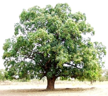 maa maram